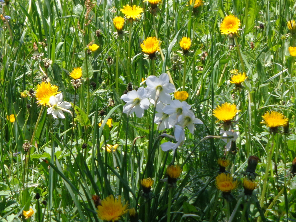 Narzissenbl__te Seewis - 24_5_2014 073.JPG