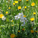 Narzissenbl__te Seewis - 24_5_2014 073.JPG