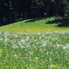 Narzissenbl__te Seewis - 24_5_2014 075.JPG