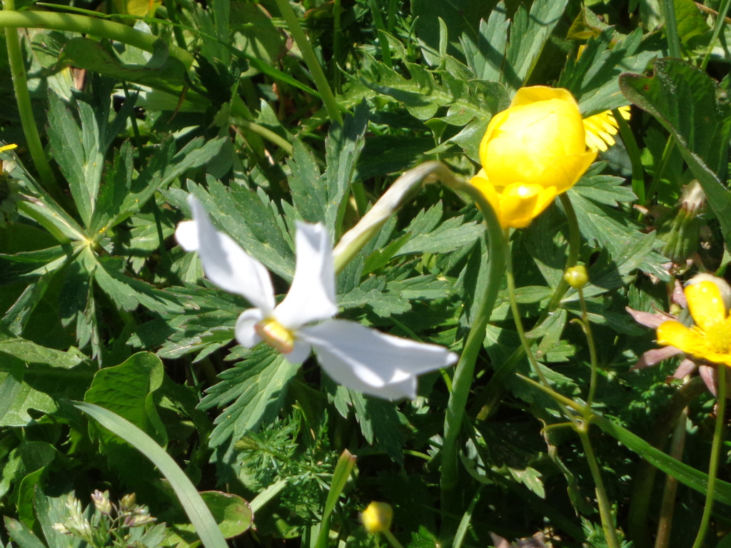 Narzissenbl__te Seewis - 24_5_2014 077.JPG