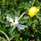 Narzissenbl__te Seewis - 24_5_2014 077.JPG