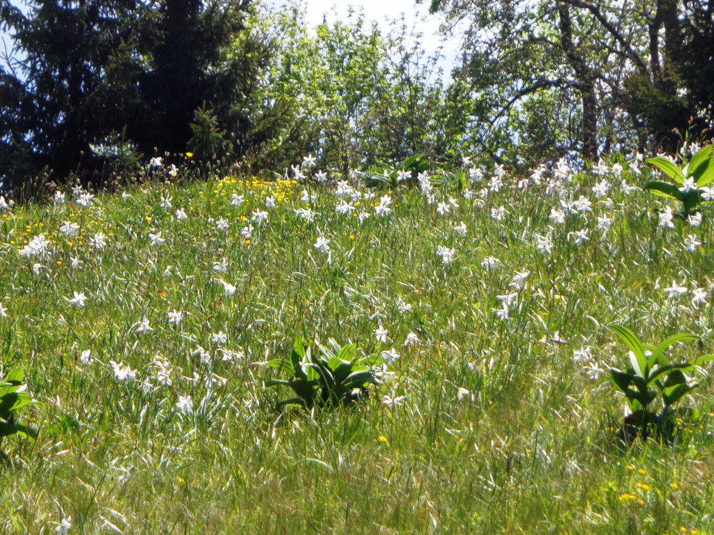 Narzissenbl__te Seewis - 24_5_2014 080.JPG