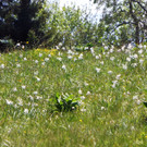Narzissenbl__te Seewis - 24_5_2014 080.JPG