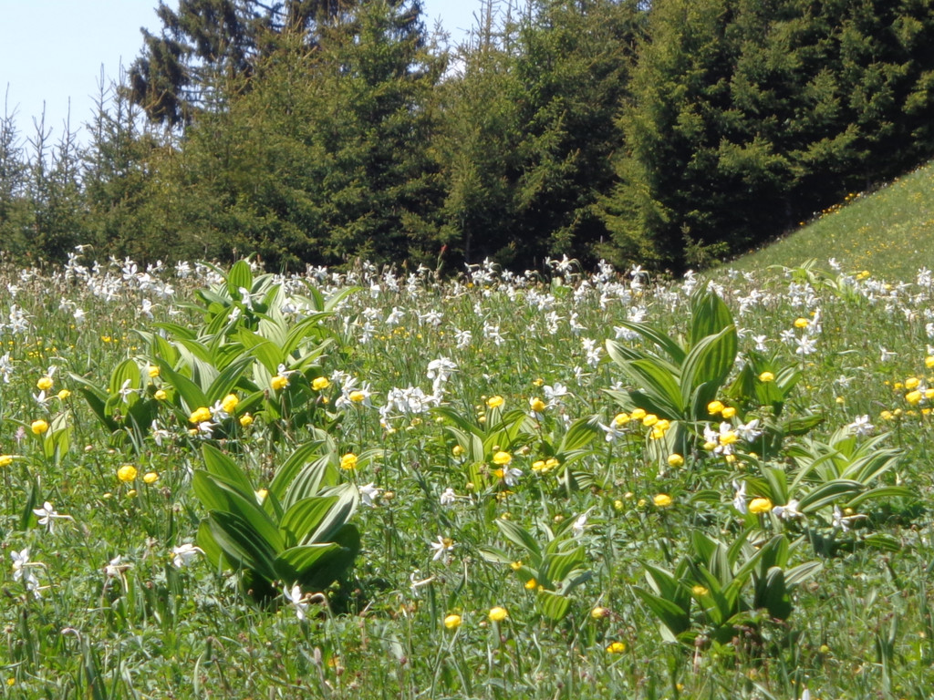 Narzissenbl__te Seewis - 24_5_2014 084.JPG