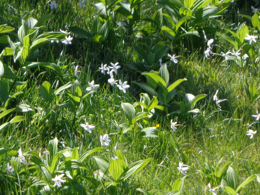 Narzissenbl__te Seewis - 24_5_2014 087.JPG