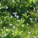 Narzissenbl__te Seewis - 24_5_2014 087.JPG