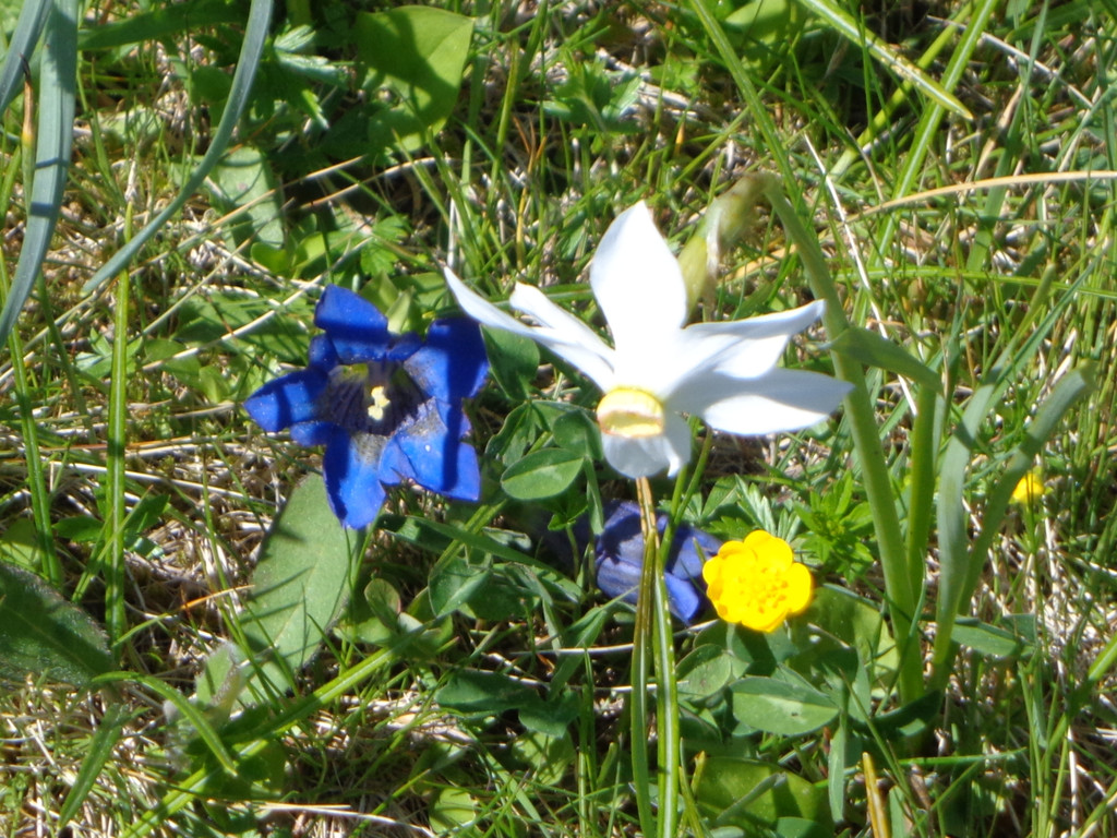 Narzissenbl__te Seewis - 24_5_2014 114.JPG