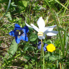 Narzissenbl__te Seewis - 24_5_2014 114.JPG