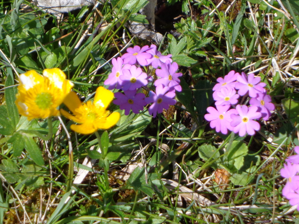 Narzissenbl__te Seewis - 24_5_2014 124.JPG