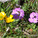 Narzissenbl__te Seewis - 24_5_2014 124.JPG