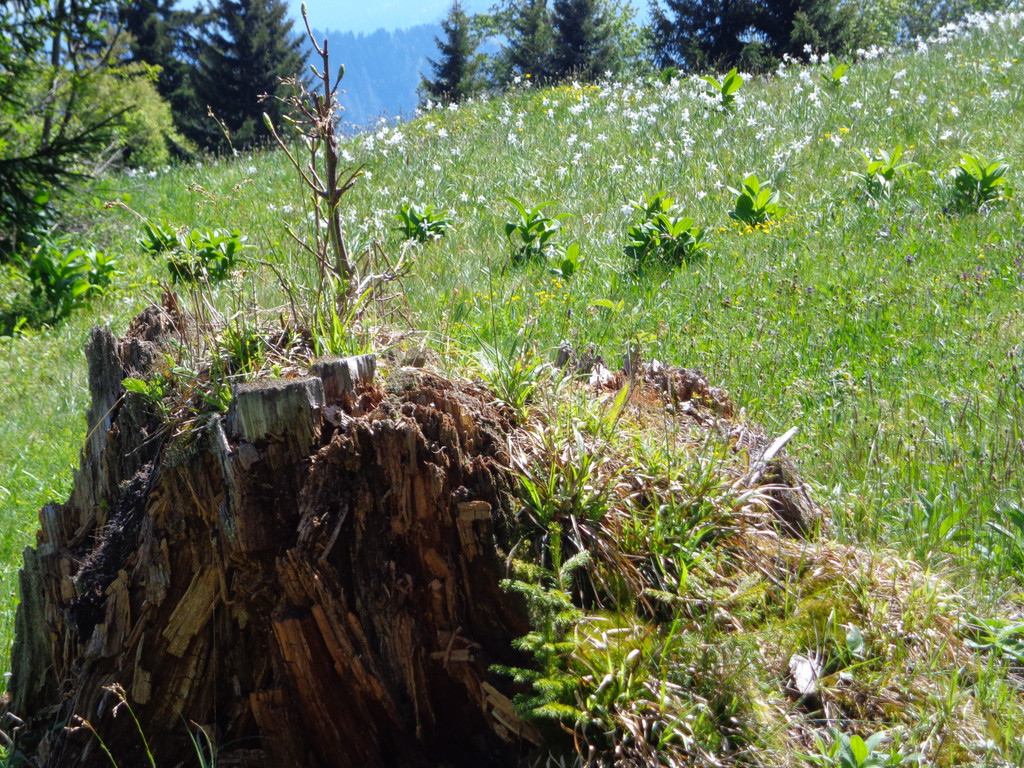 Narzissenbl__te Seewis - 24_5_2014 125.JPG