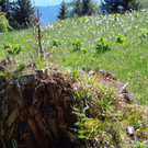 Narzissenbl__te Seewis - 24_5_2014 125.JPG