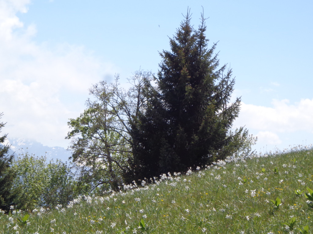 Narzissenbl__te Seewis - 24_5_2014 127.JPG