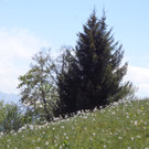 Narzissenbl__te Seewis - 24_5_2014 127.JPG