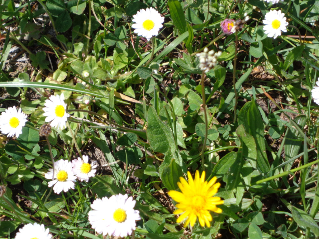 Narzissenbl__te Seewis - 24_5_2014 128.JPG