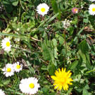 Narzissenbl__te Seewis - 24_5_2014 128.JPG