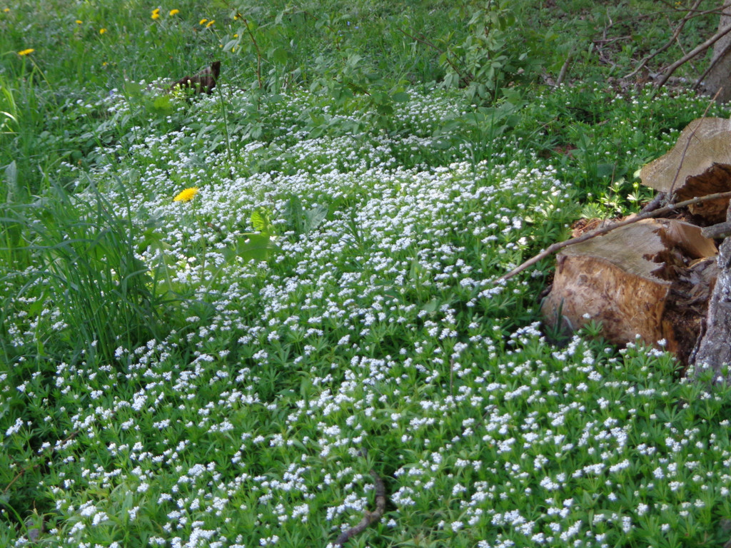 Narzissenbl__te Seewis - 24_5_2014 134.JPG