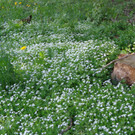 Narzissenbl__te Seewis - 24_5_2014 134.JPG
