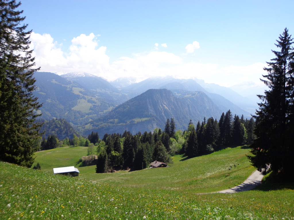 Narzissenbl__te Seewis - 24_5_2014 135.JPG