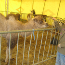 IMG_1358_JPG-1271681214