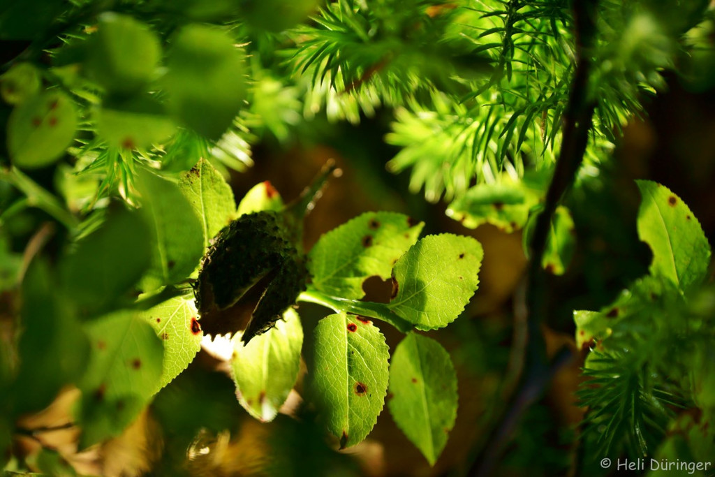 DSC05911 _Medium_.jpg
