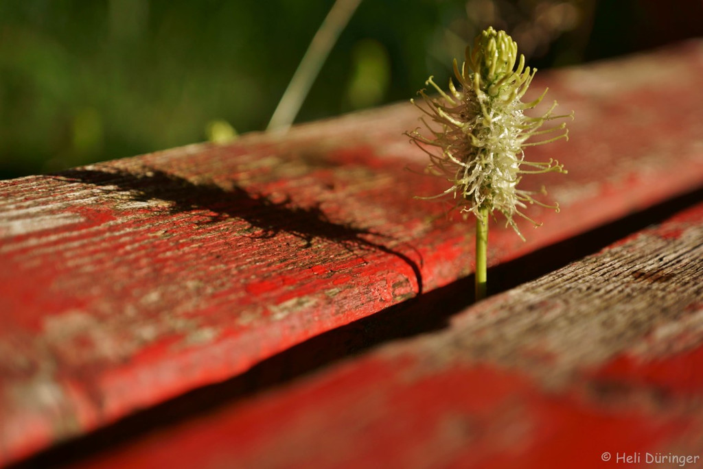 DSC05914 _Medium_.jpg