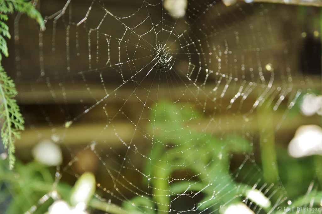 DSC05966 _Medium_.jpg