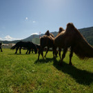 DSC05985 _Medium_.jpg