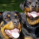 hund.jpg