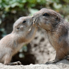 Präriehunde im Tiergarten Schönbrunn haben Nachwuchs bekommen
