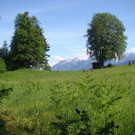 Adlerfarnaktion 2014