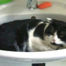 Max und Moritz: Verschmuste Katzenbrüder suchen Daheim