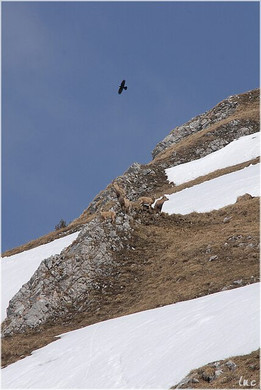 20100417_kanisfluh_059_luc.JPG