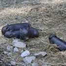 Minischwein-Jungtiere im Wildpark