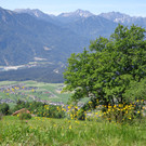 K__skn__pflepartie Berghof Ludescherberg 7_6_2014 005.JPG