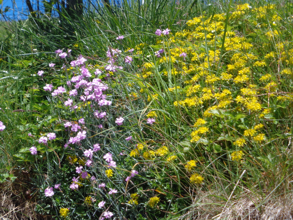 K__skn__pflepartie Berghof Ludescherberg 7_6_2014 045.JPG