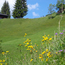 K__skn__pflepartie Berghof Ludescherberg 7_6_2014 065.JPG