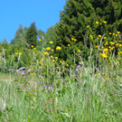 K__skn__pflepartie Berghof Ludescherberg 7_6_2014 066.JPG