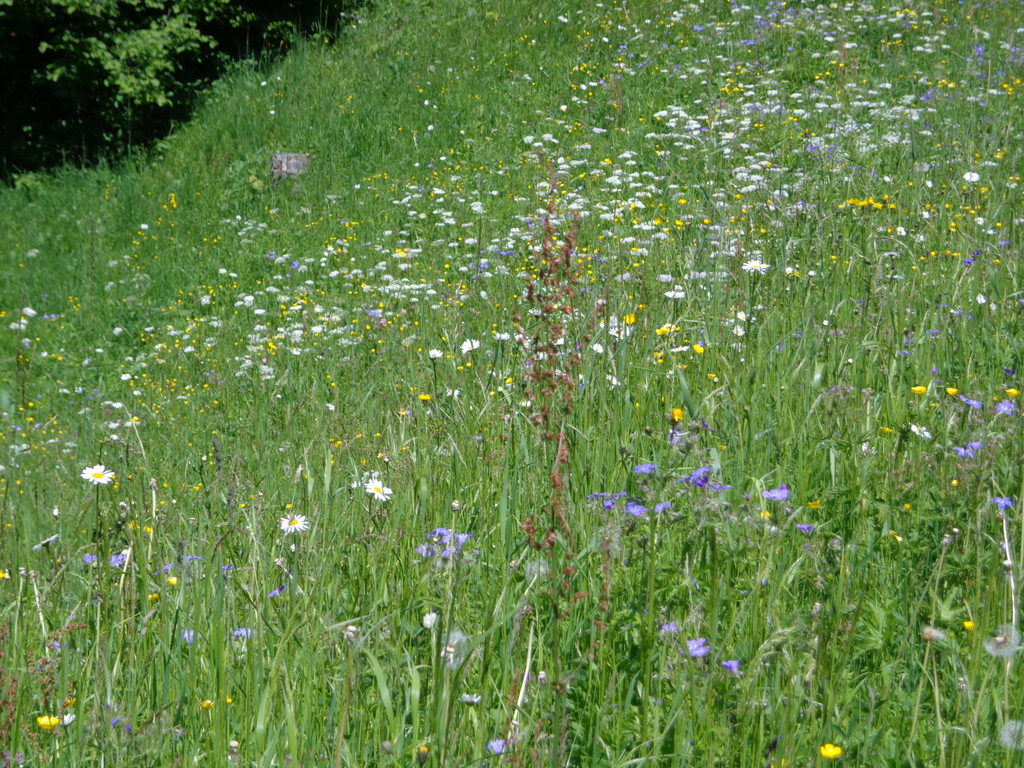 K__skn__pflepartie Berghof Ludescherberg 7_6_2014 071.JPG