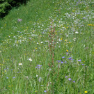 K__skn__pflepartie Berghof Ludescherberg 7_6_2014 071.JPG