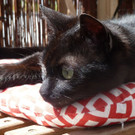 Lili: Liebe Schmusekatze wünscht sich tollen Lebensplatz