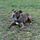 Sniper: Hübscher braver Rüde sucht schönes Daheim