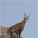 20100417_kanisfluh_086_luc.JPG
