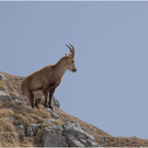 20100417_kanisfluh_088_luc.JPG