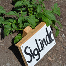 garten2.jpg