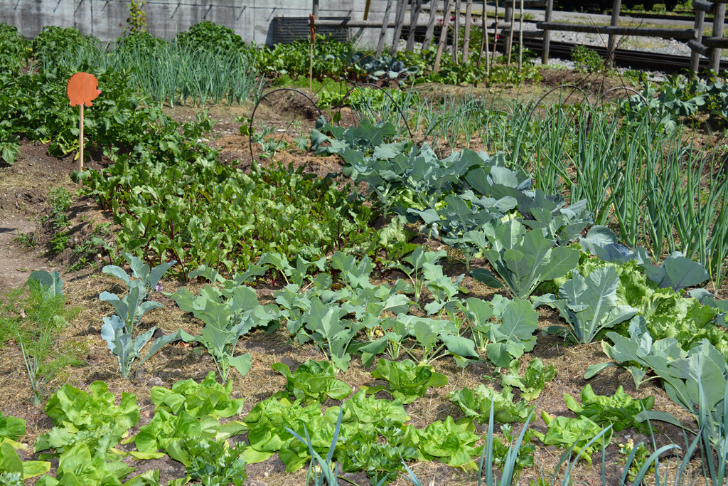garten2a.jpg