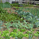garten2a.jpg