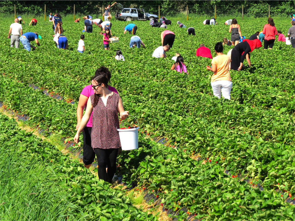 BK_Erdbeerpflu__ckfeld Meiningen 2014 1.JPG