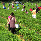 Rot, rund und lecker
