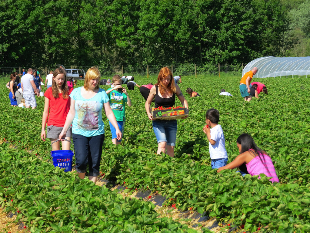 BK_Erdbeerpflu__ckfeld Meiningen 2014 3.JPG